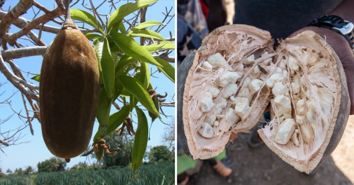 Baobab Fruit