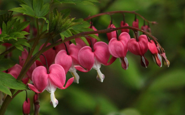 Poisonous Flowers