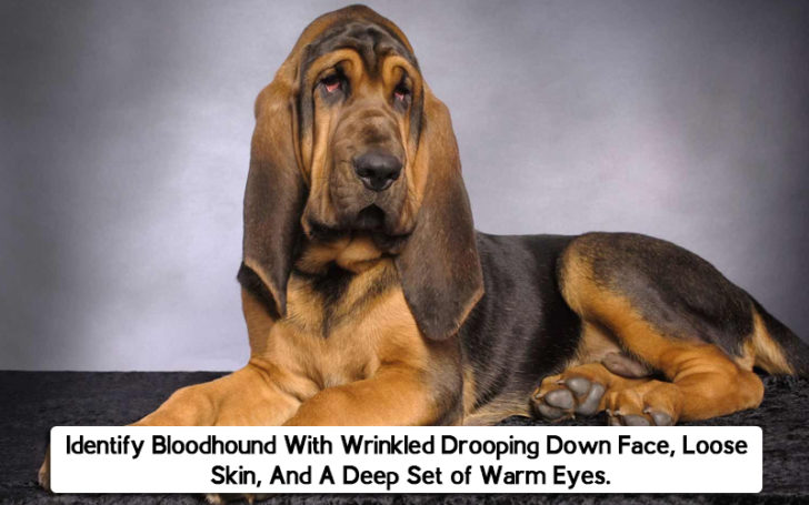 Hound Dog Breeds