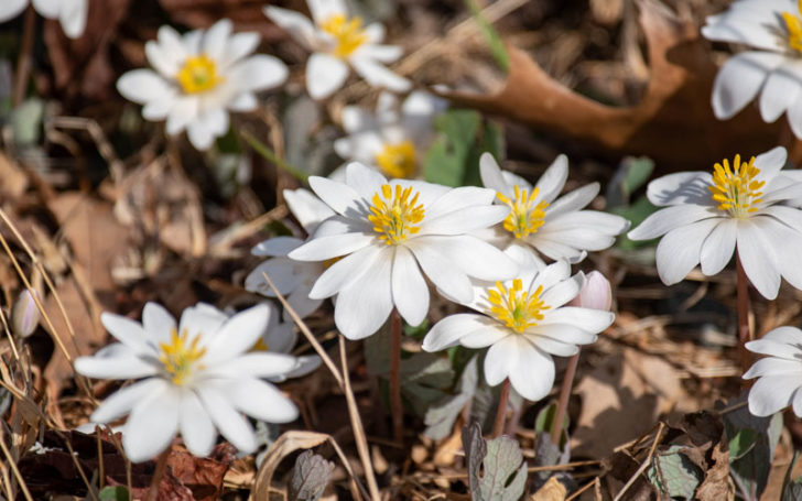 Poisonous Flowers