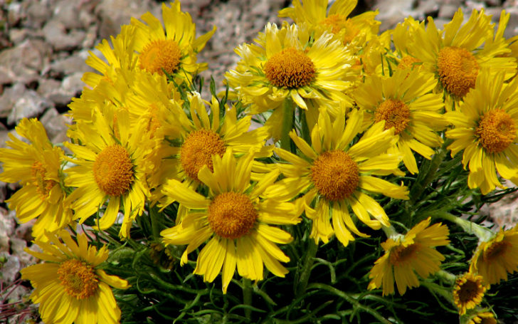 Poisonous Flowers