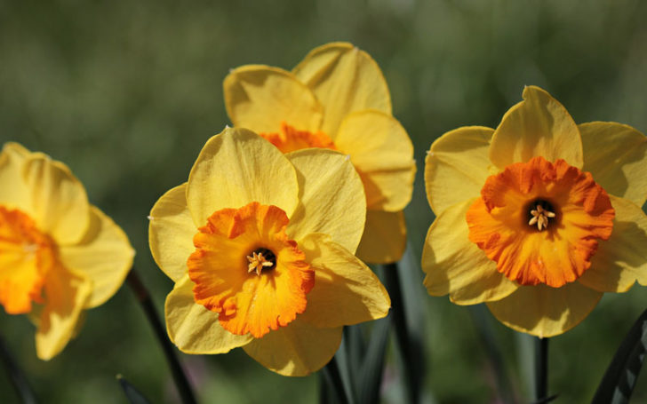 Poisonous Flowers