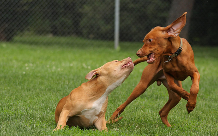 Red Nose Pitbull,Nose Pitbull,Red Nose