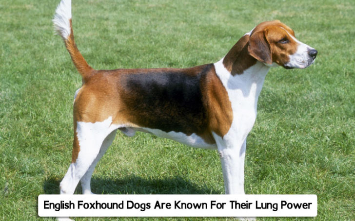 Hound Dog Breeds