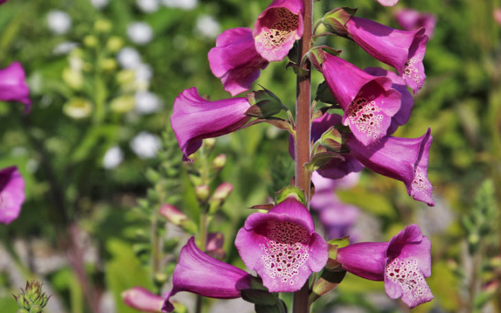 Poisonous Flowers