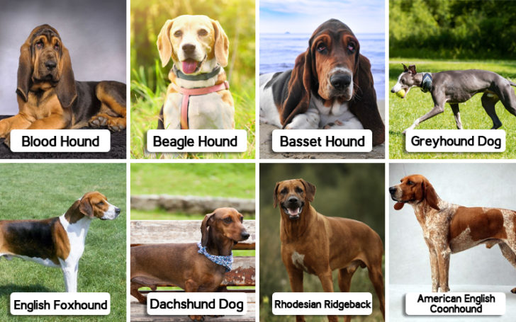 Hound Dog Breeds