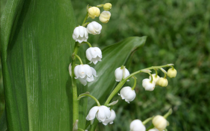 Poisonous Flowers