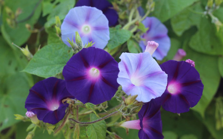 Poisonous Flowers