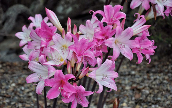 Poisonous Flowers