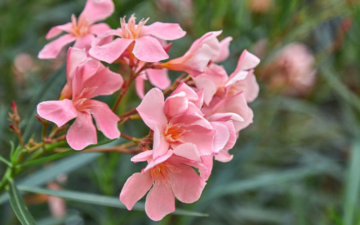 Poisonous Flowers