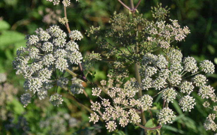 Poisonous Flowers