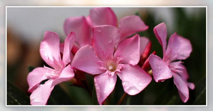 Poisonous Flowers