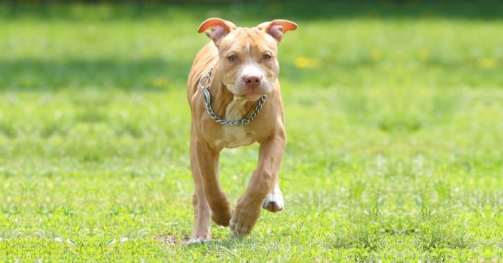 Red Nose Pitbull,Nose Pitbull,Red Nose