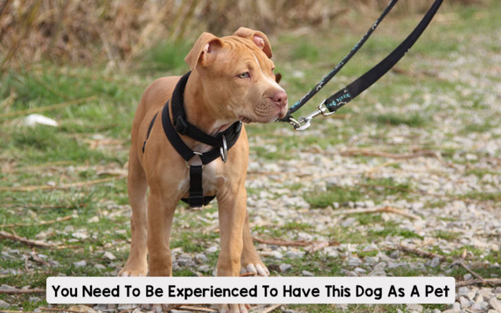 Red Nose Pitbull,Nose Pitbull,Red Nose