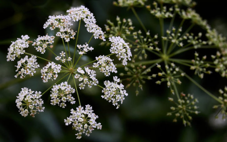 Poisonous Flowers