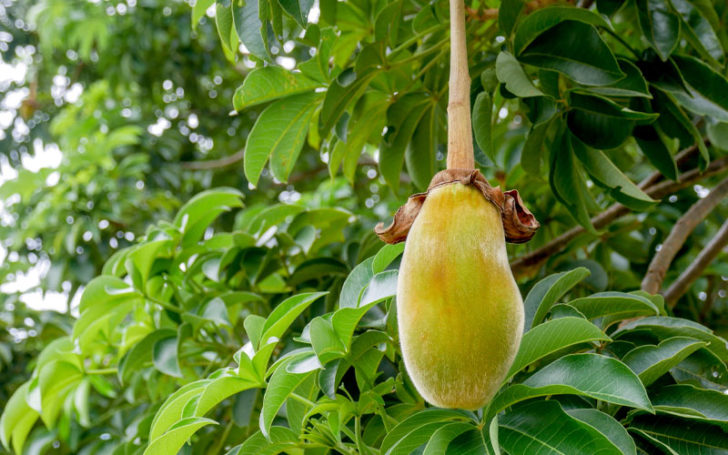 Baobab Fruit