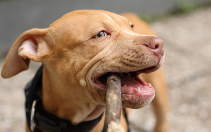 Red Nose Pitbull,Nose Pitbull,Red Nose