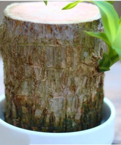 brazilwood plant