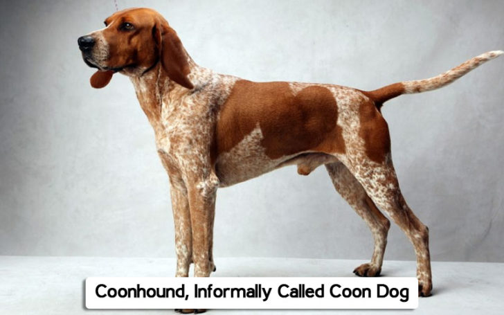 Hound Dog Breeds