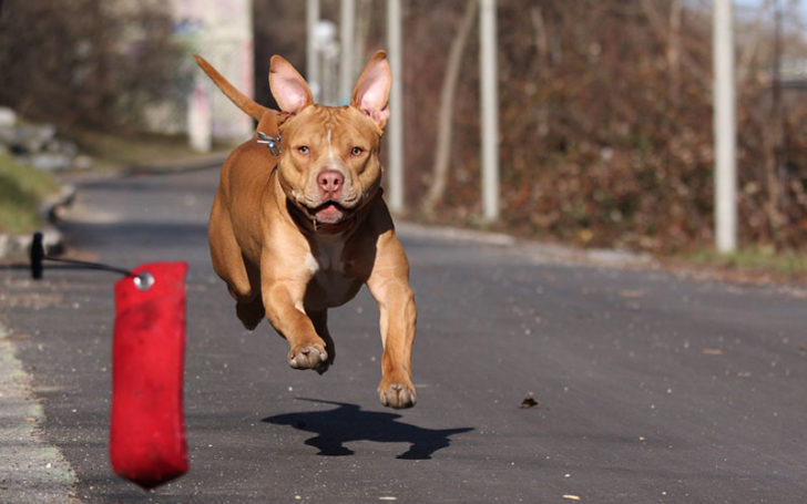 Red Nose Pitbull,Nose Pitbull,Red Nose