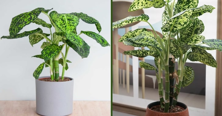 Dieffenbachia