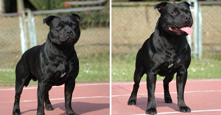 Black Pitbull