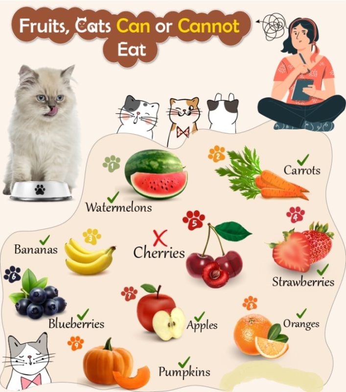 What Can Cats Eat