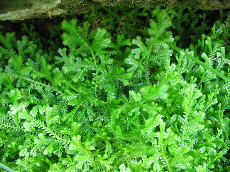 Selaginella