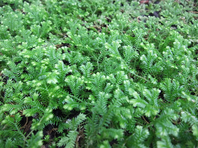 Selaginella