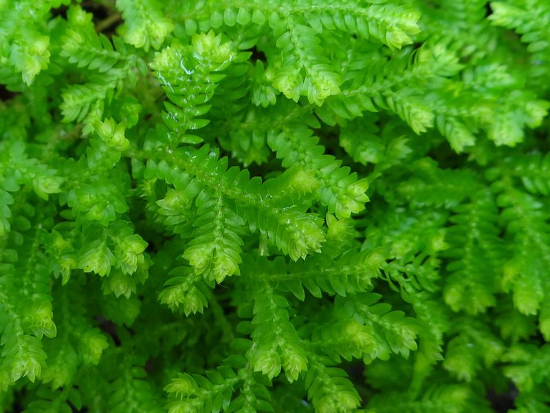 Selaginella