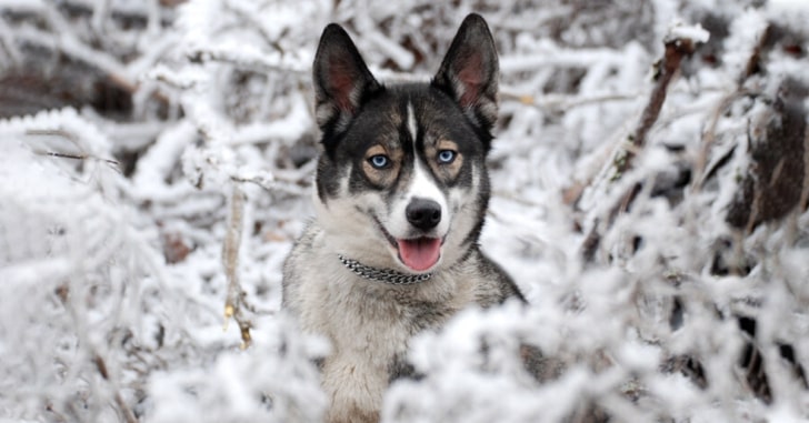 Agouti Husky