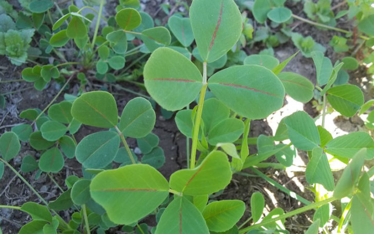 Fenugreek Substitutes