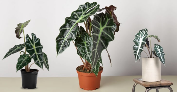 Alocasia Polly