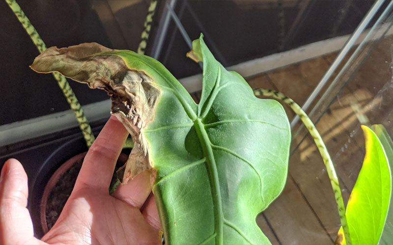 Alocasia Zebrina