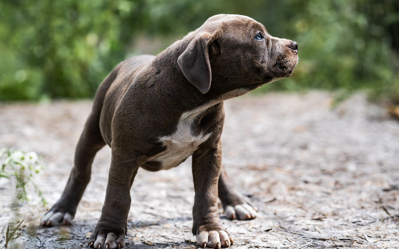 Pitbull Puppies