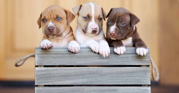 Pitbull Puppies