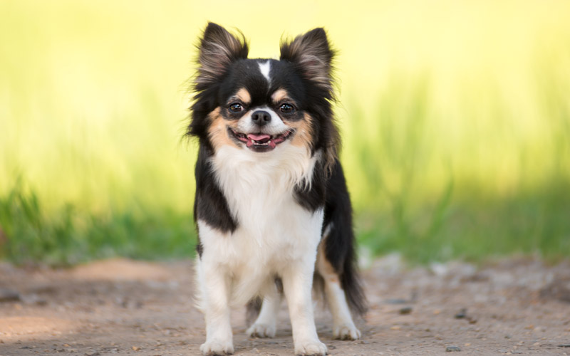 Long Haired Chihuahua