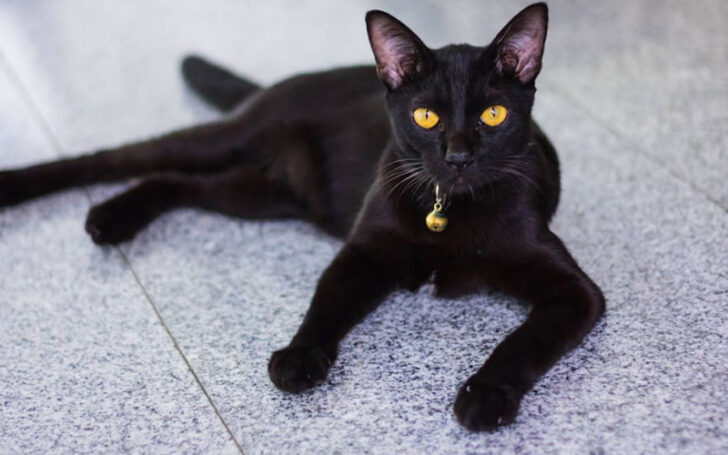 Black Cat Breeds