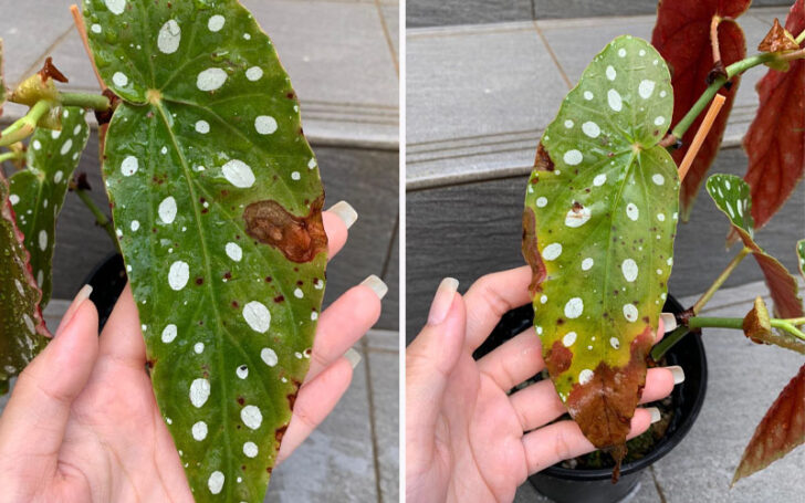 Begonia Maculata