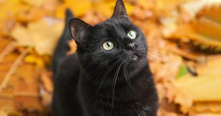 Black Cat Breeds