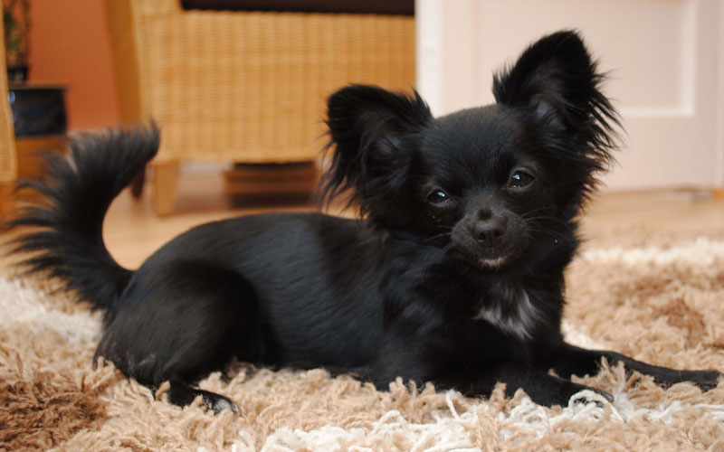 Long Haired Chihuahua