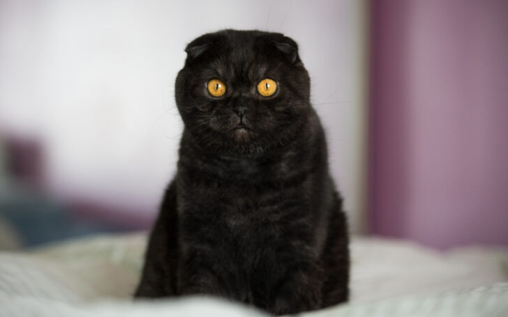 Black Cat Breeds