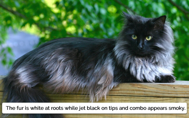 Black Maine Coon