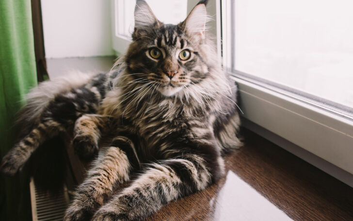 Black Maine Coon