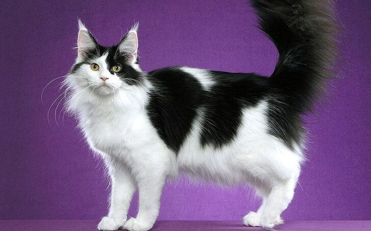 Black Maine Coon