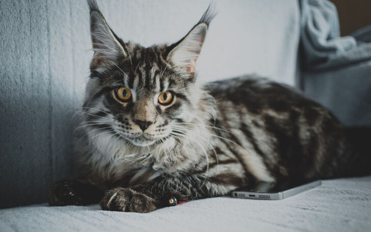 Black Maine Coon