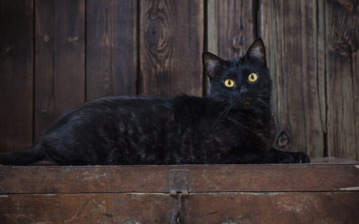 Black Cat Breeds