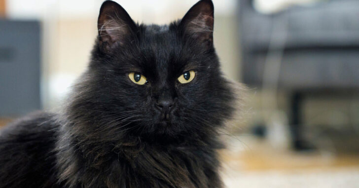 Black Maine Coon