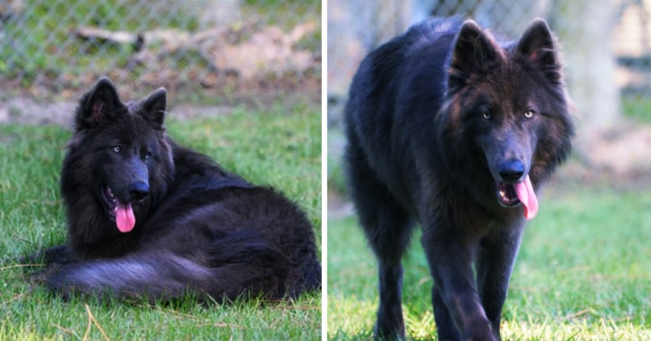 Blue Bay Shepherd