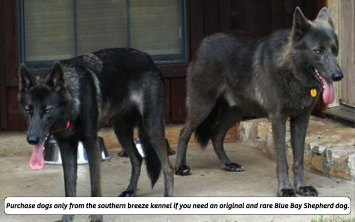 Blue Bay Shepherd